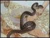 Male Bredli