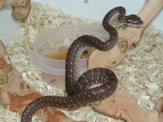Male Bredli