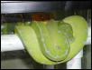 CHONDROS