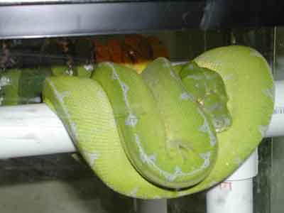 CHONDROS