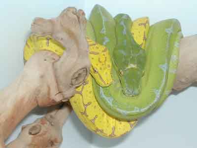 CHONDROS1