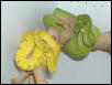 CHONDROS2