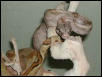 FAVORITE BOAS