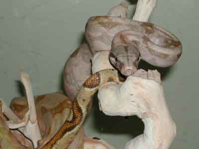 FAVORITE BOAS