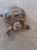 unknown turtle 1