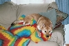 Mojo claims the sofa