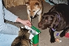 Secret Shiba ~ Bob's Greenies
