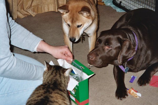 Secret Shiba ~ Bob's Greenies