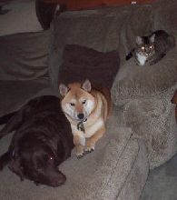 Mojo Risa and Cricket