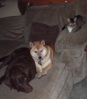Mojo Risa and Cricket
