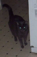 Puff of Smoke, Russian Blue