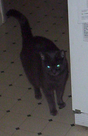 Puff of Smoke, Russian Blue