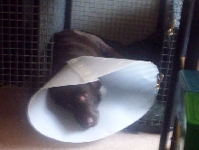 Risa post surgery