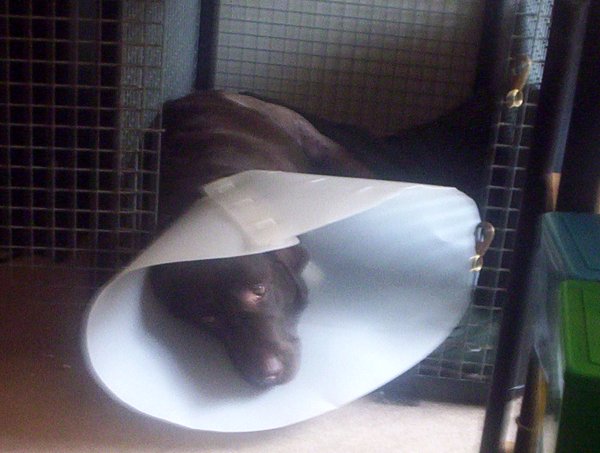 Risa post surgery