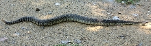 Identify