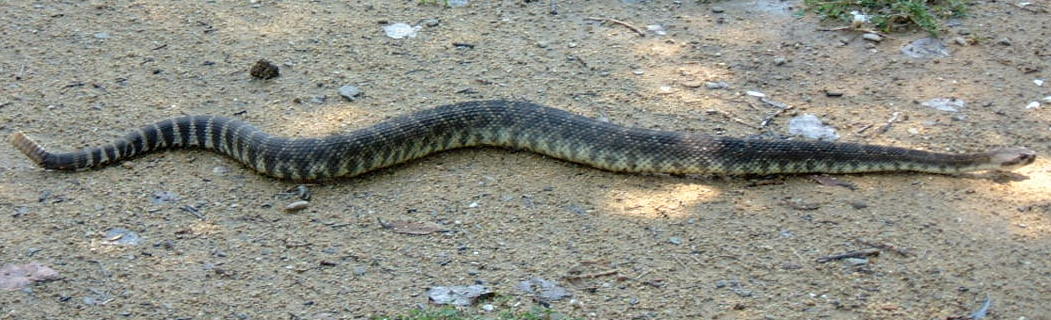 Identify