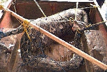 Python that ate human