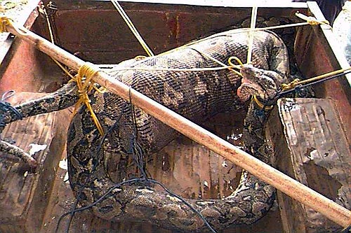 Python that ate human