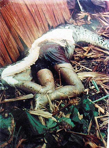 Python that ate a human2