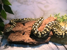 Yearling Jungle Carpet