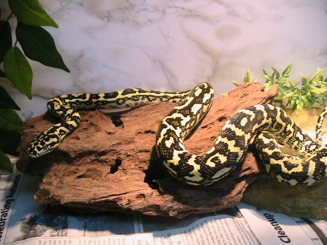 Yearling Jungle Carpet