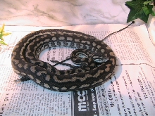 Coastal Carpet Python