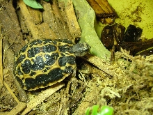 Bryoogi youngster