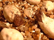 Panther hatchlings emerging