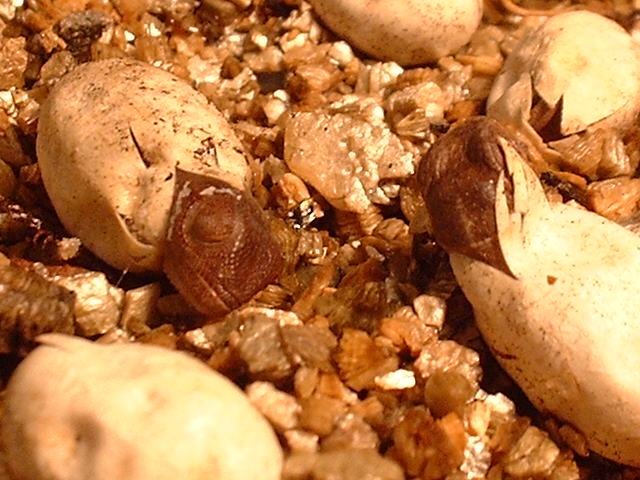 Panther hatchlings emerging