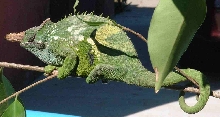 Fisher's Chameleon