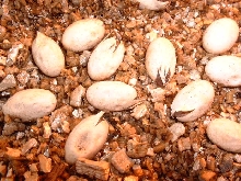 panther hatching eggs