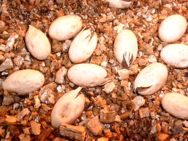 panther hatching eggs