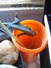 Our Fisher's Drinking