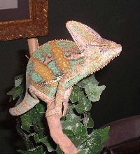 The Great Veiled Gordo