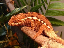 female panther