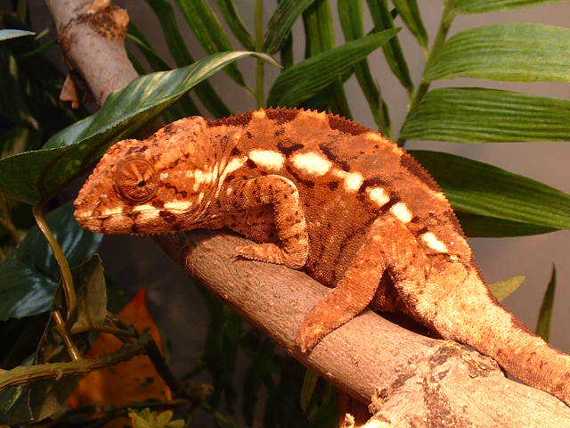 female panther
