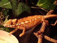 young female  pardalis