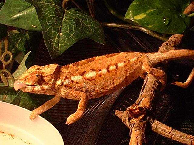 young female  pardalis