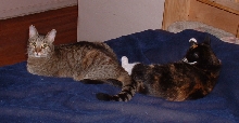 more purrgress