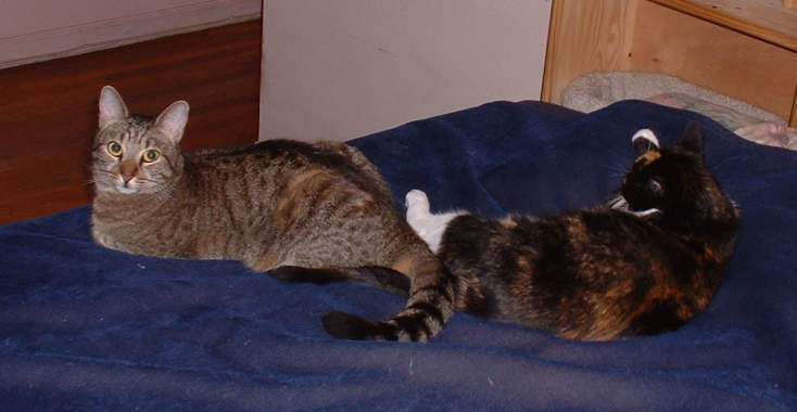 more purrgress