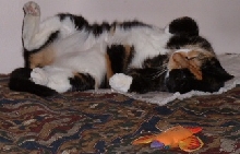 hoomins - no dessinsy!