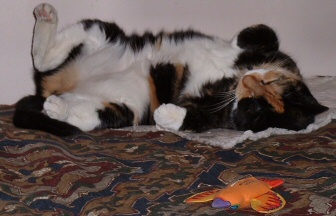 hoomins - no dessinsy!