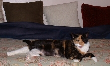if i meowed dis once ...