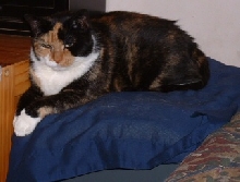 my new bed