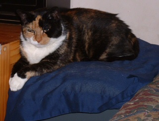 my new bed