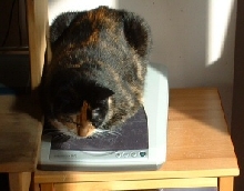 anykit need a cat scan?