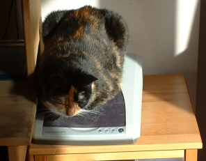 anykit need a cat scan?