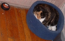 my cat-cup bed