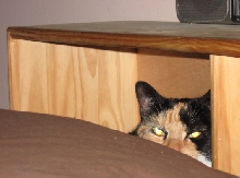 cathy in headboard bed