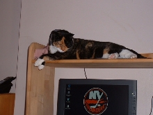 relaxing between chats